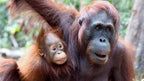 Orangutan mother and baby in tropical forest, a key wildlife encounter on the 7-day Borneo river and jungle tour.