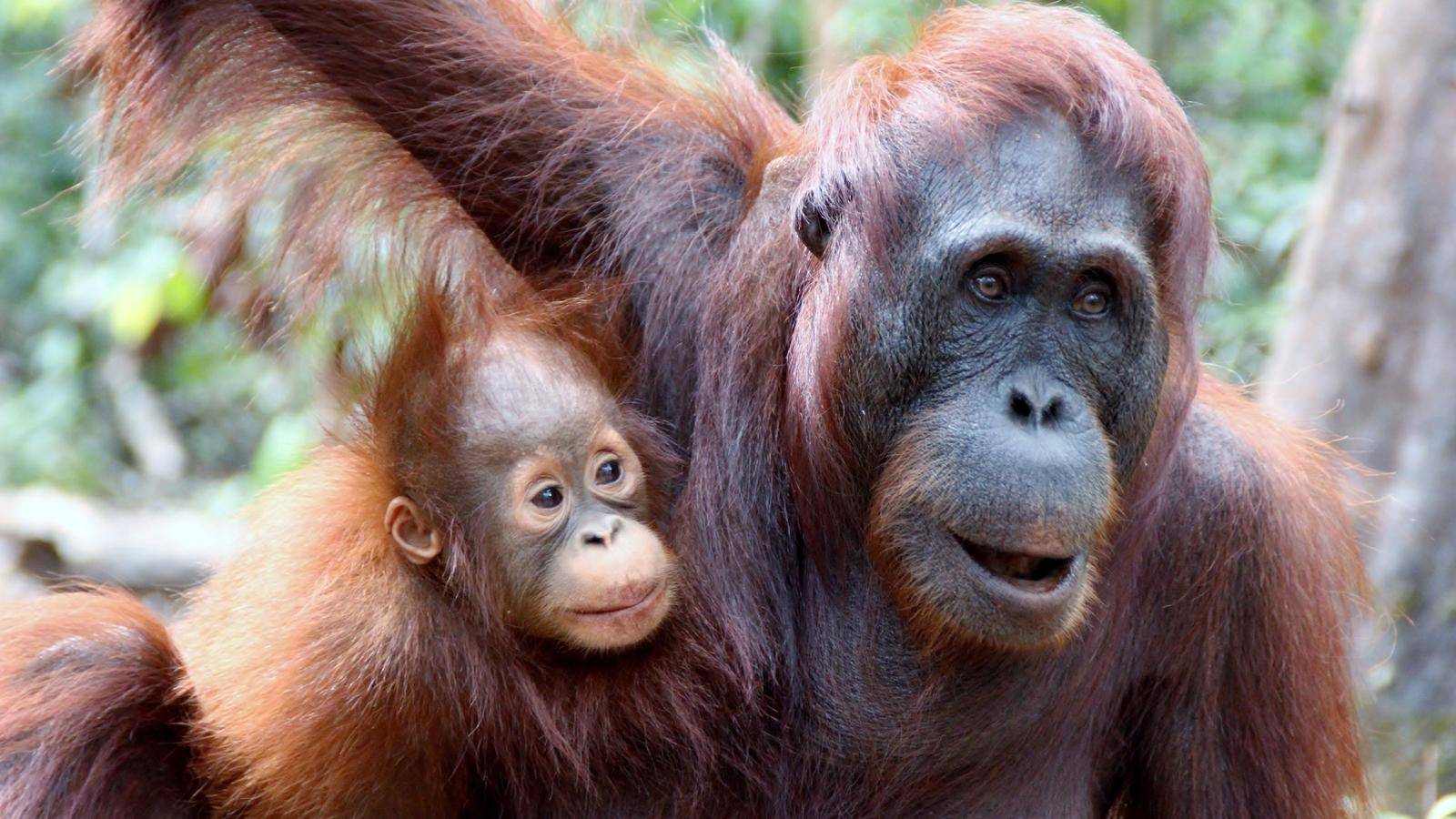 Orangutan mother and baby in tropical forest, a key wildlife encounter on the 7-day Borneo river and jungle tour.