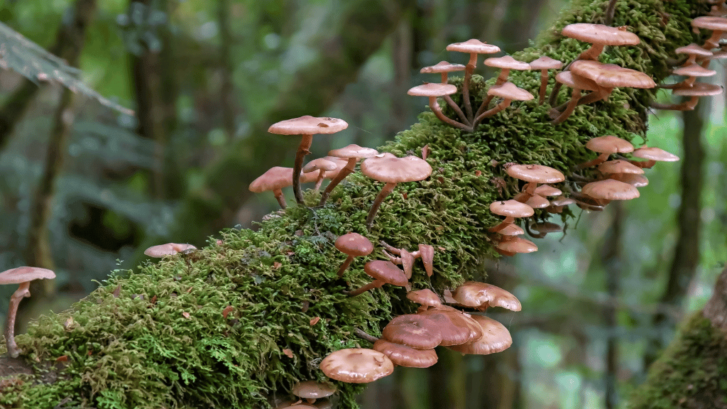 Mushrooms growing on a moss-covered log in a forest setting