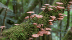 Mushrooms growing on a moss-covered log in a forest setting