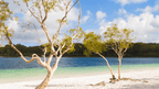 Lake McKenzie’s white sand and clear waters on Fraser Island, a serene stop on the Whitsundays Reef Tour from Brisbane to Cairns.