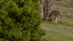 Kangaroo grazing peacefully in the lush green landscape, framed by vibrant foliage.