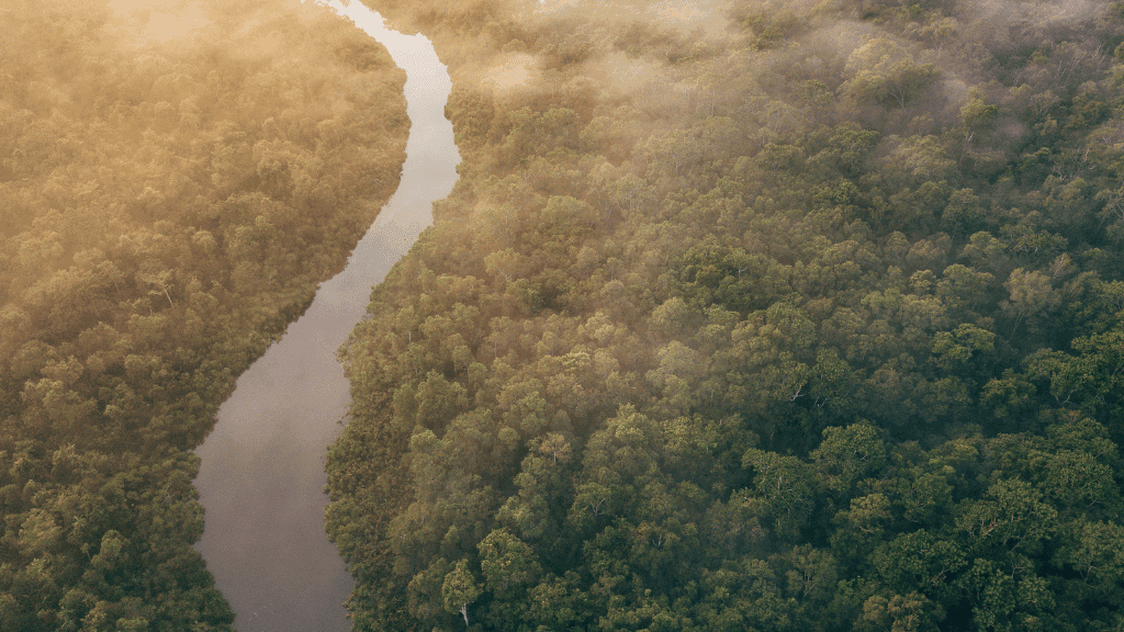 Aerial view of misty Borneo river winding through dense jungle, part of 7-day wildlife and river boat adventure tour.