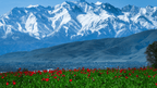 Snow-capped Tian Shan mountains with red tulip fields in Kyrgyzstan, part of the scenic landscapes on the 14-23 Day Central Asia Silk Road Tour.