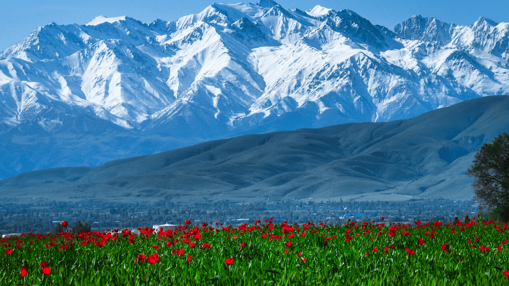Snow-capped Tian Shan mountains with red tulip fields in Kyrgyzstan, part of the scenic landscapes on the 14-23 Day Central Asia Silk Road Tour.