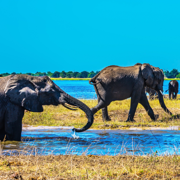 Delta Giants Expedition | 7 Days | Wildlife & Conservation | (Sample)
