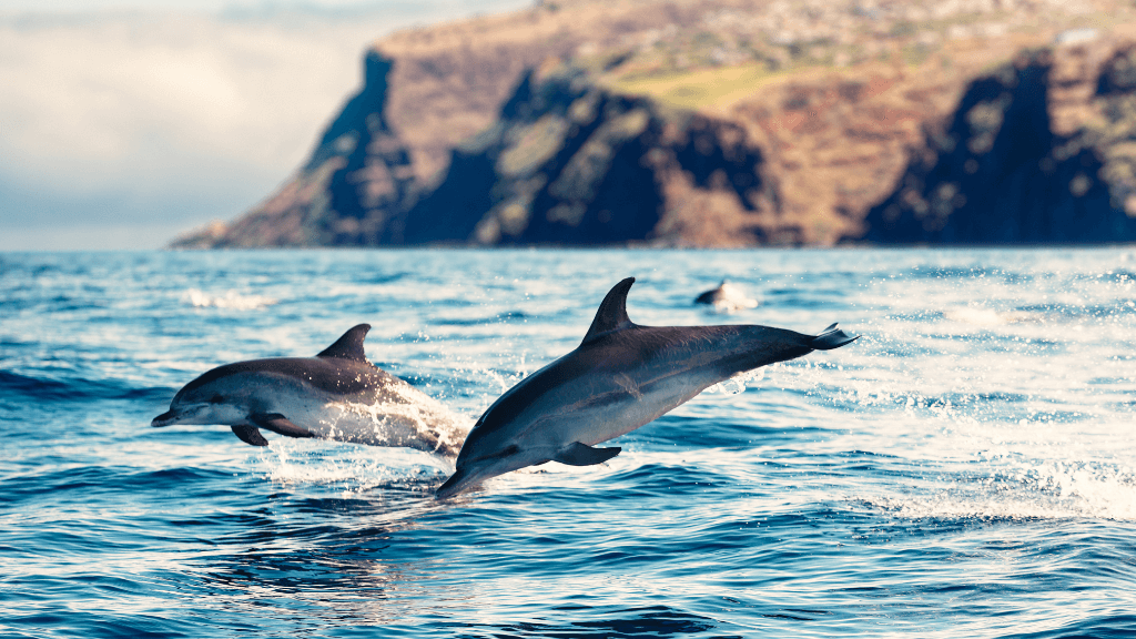 Dolphins leaping near Madeira’s cliffs, a marine wildlife encounter during the 6-days hiking Madeira’s trails tour.