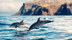 Dolphins leaping near Madeira’s cliffs, a marine wildlife encounter during the 6-days hiking Madeira’s trails tour.