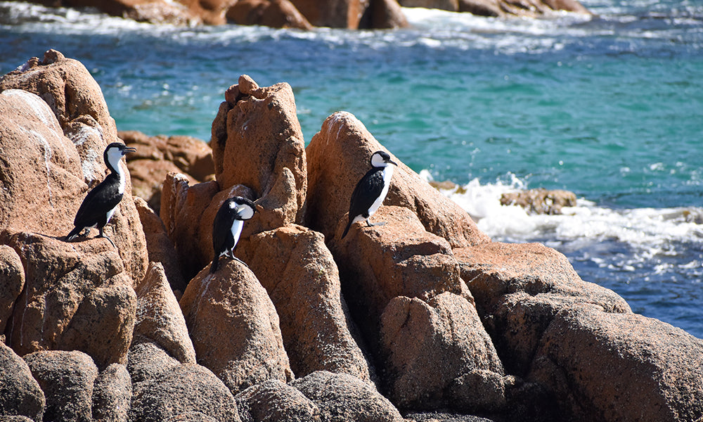 Cape Woolamai Scenic Cruise from San Remo (Phillip Island)