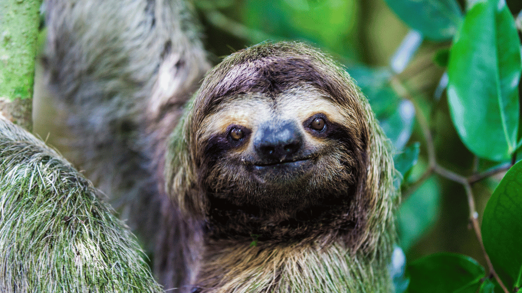 Costa Rica Pura Vida: Volcanoes, Cloud Forests & Wild Coasts | San José → San José (9/16 Days)