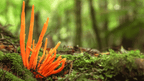 Orange fungi growing on a mossy forest floor