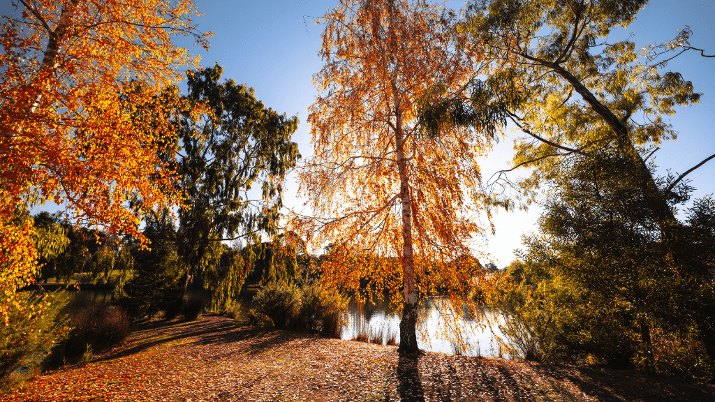 Daylesford & Goldfields Track 4-Day Walking Tour | Spa, Trails & Heritage Towns