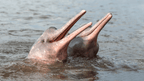Riverboat to the Heart of the Amazon | 9 Days of Wildlife & Wild Waters