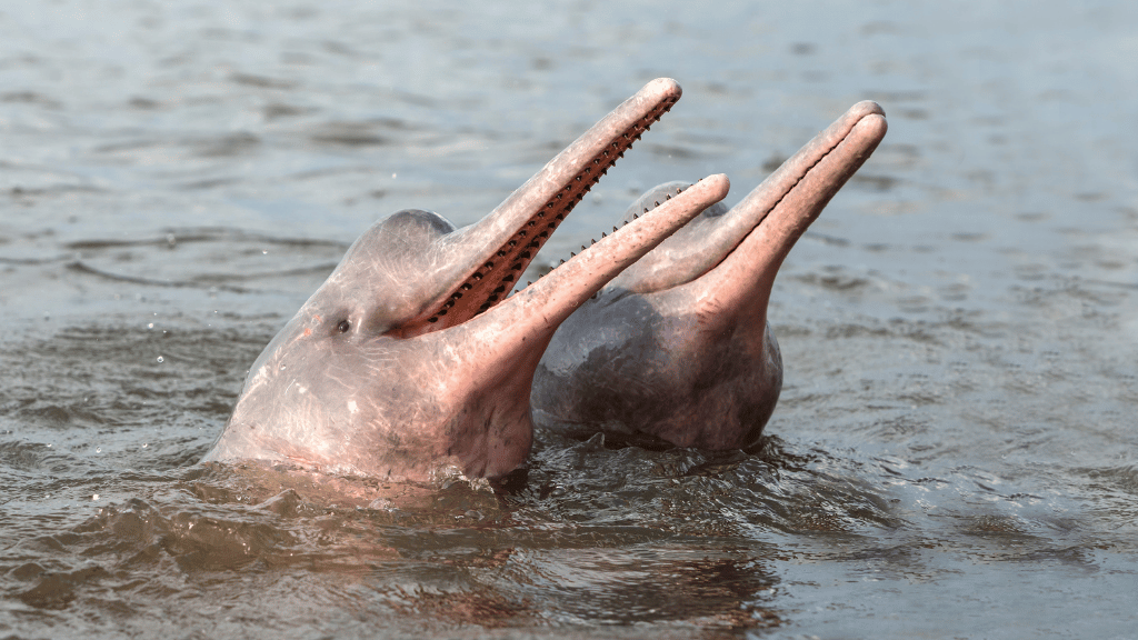 Riverboat to the Heart of the Amazon | 9 Days of Wildlife & Wild Waters