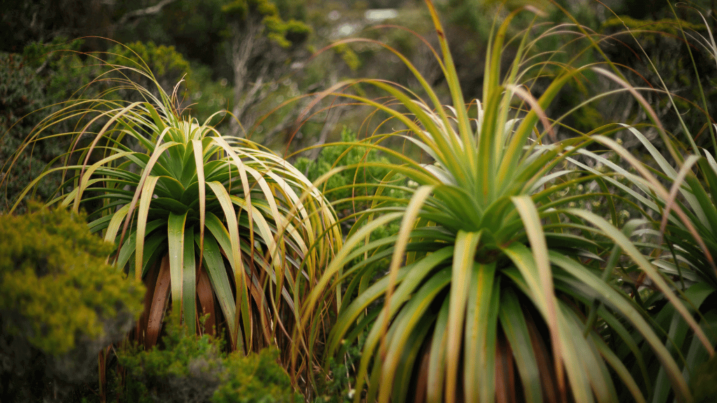 Cradle Mountain Explorer | 4-Day Guided Hike Through Tasmania’s Wild Heart