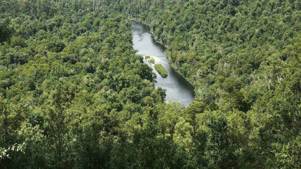 River winding through a dense forest