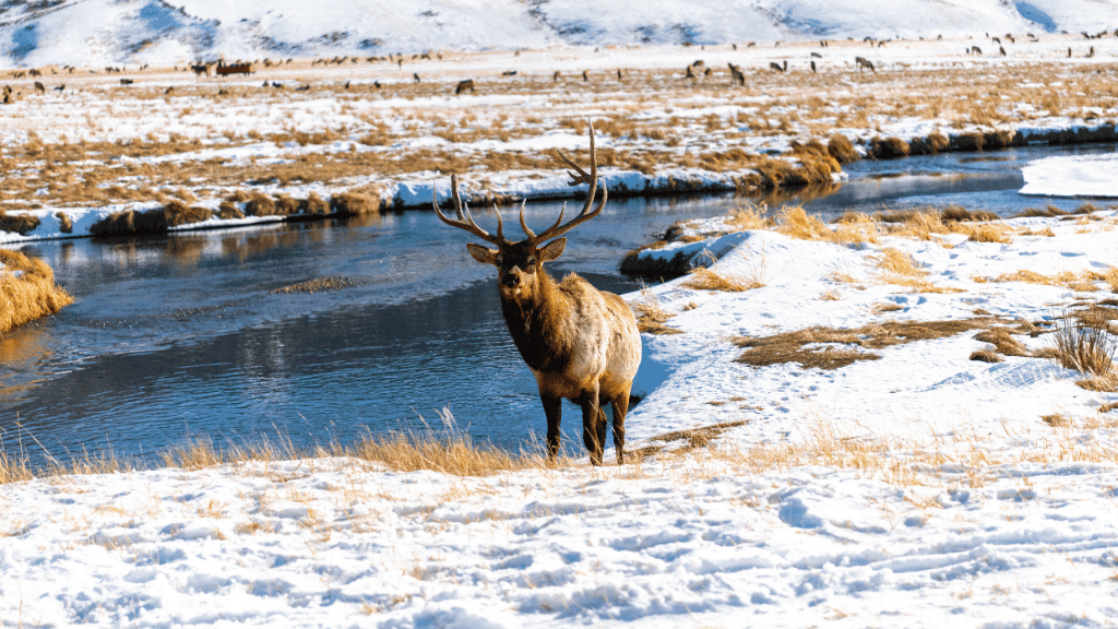 Geysers & Grizzlies | Yellowstone & Grand Teton — 6-Day Jackson Loop