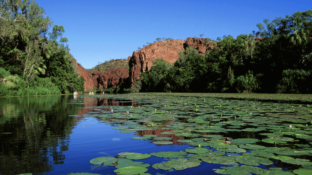 Lush green lily pads on a tranquil river with red rock formations, perfect for outdoor adventures and nature tours.