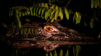 Riverboat to the Heart of the Amazon | 9 Days of Wildlife & Wild Waters