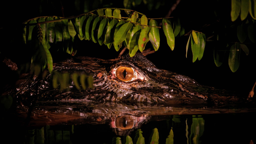 Riverboat to the Heart of the Amazon | 9 Days of Wildlife & Wild Waters