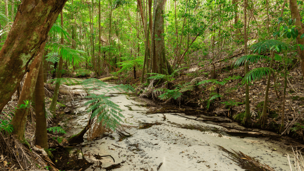 Rainforest stream with white sand banks, showcasing natural beauty on the Whitsundays Reef Tour from Brisbane to Cairns.