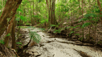 Rainforest stream with white sand banks, showcasing natural beauty on the Whitsundays Reef Tour from Brisbane to Cairns.
