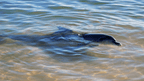 Dolphin swimming near shore at Monkey Mia on West Coast Road Trip. Wildlife encounter in Shark Bay, Western Australia.
