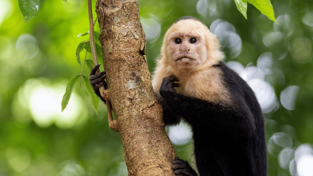 Rainforest Paths to Marine Gardens | 9-Days from Belize City → Caye Caulker