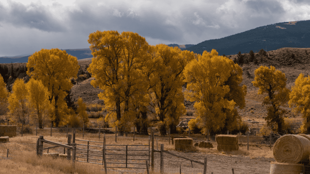 Geysers & Grizzlies | Yellowstone & Grand Teton — 6-Day Jackson Loop