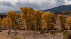 Geysers & Grizzlies | Yellowstone & Grand Teton — 6-Day Jackson Loop