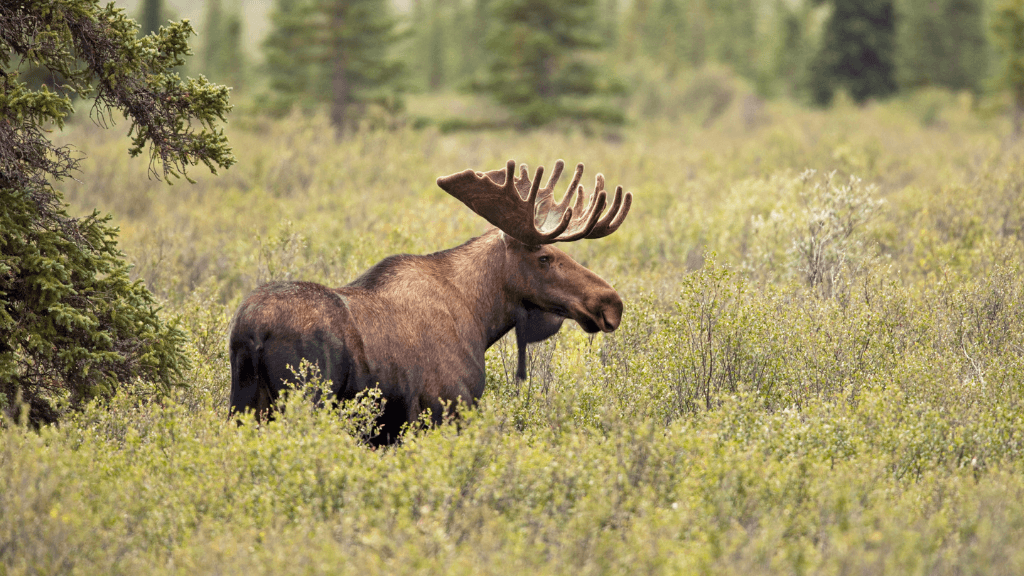 Ridge Walks, Ice Treks &amp; Kayaks | 14-Day Wild Alaskan Adventure