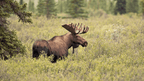 Ridge Walks, Ice Treks &amp; Kayaks | 14-Day Wild Alaskan Adventure
