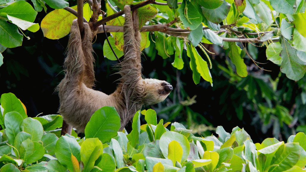 Riverboat to the Heart of the Amazon | 9 Days of Wildlife & Wild Waters