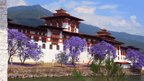 Punakha Dzong framed by blooming jacaranda trees, a scenic highlight along the Trans Bhutan Trail route.