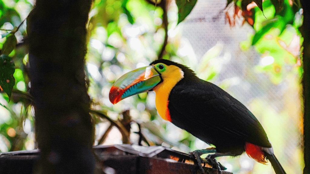 Rainforest Paths to Marine Gardens | 9-Days from Belize City → Caye Caulker
