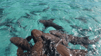 From Cenotes to Sloths: 32-Day Mexico-to-Costa Rica Traverse | Playa del Carmen → San José