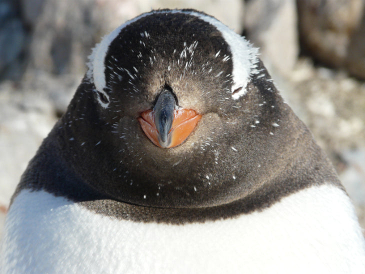 Edge of the Earth: Antarctica by Expedition Ship | 11-Days Ushuaia Roundtrip