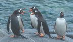 Edge of the Earth: Antarctica by Expedition Ship | 11-Days Ushuaia Roundtrip