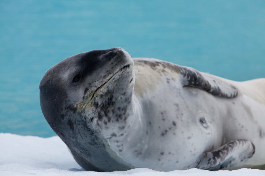 Edge of the Earth: Antarctica by Expedition Ship | 11-Days Ushuaia Roundtrip