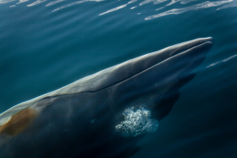 Edge of the Earth: Antarctica by Expedition Ship | 11-Days Ushuaia Roundtrip