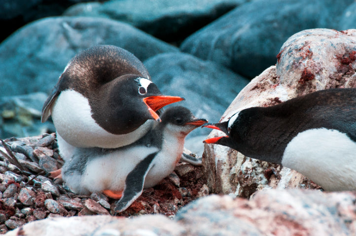 Edge of the Earth: Antarctica by Expedition Ship | 11-Days Ushuaia Roundtrip