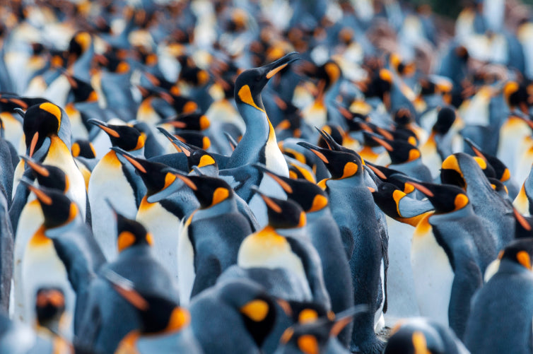 Large group of penguins in a crowded formation