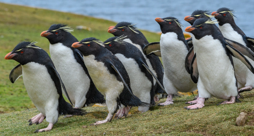 Edge of the Earth: Antarctica by Expedition Ship | 11-Days Ushuaia Roundtrip