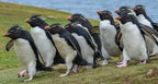 Edge of the Earth: Antarctica by Expedition Ship | 11-Days Ushuaia Roundtrip