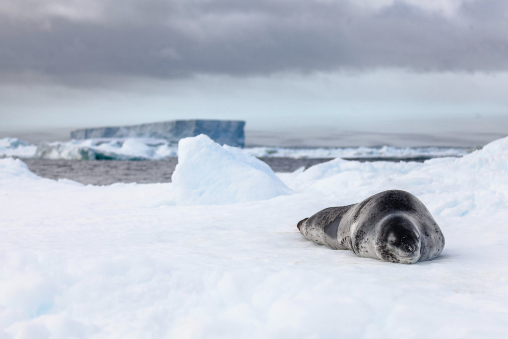 Edge of the Earth: Antarctica by Expedition Ship | 11-Days Ushuaia Roundtrip
