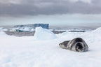 Edge of the Earth: Antarctica by Expedition Ship | 11-Days Ushuaia Roundtrip