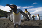 King penguins on a beach with a boat in the background