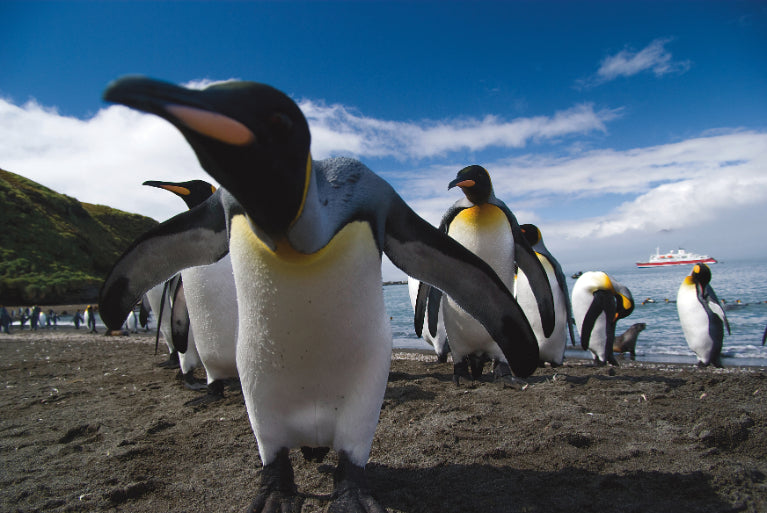 King penguins on a beach with a boat in the background