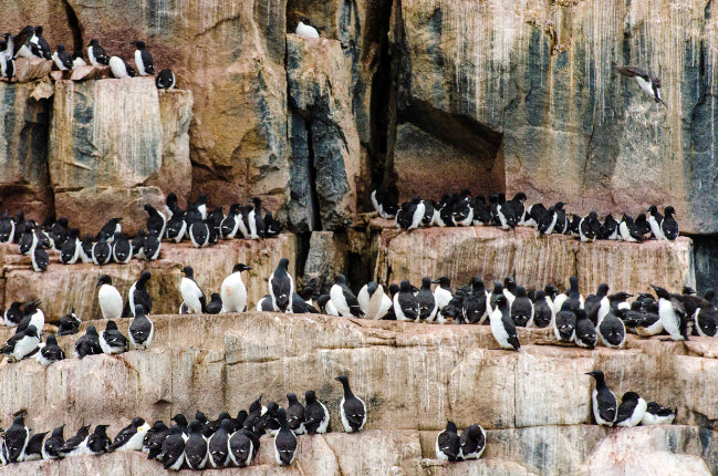 Edge of the Earth: Antarctica by Expedition Ship | 11-Days Ushuaia Roundtrip