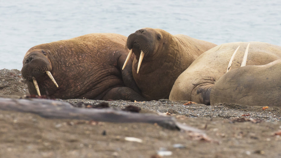 Edge of the Earth: Antarctica by Expedition Ship | 11-Days Ushuaia Roundtrip